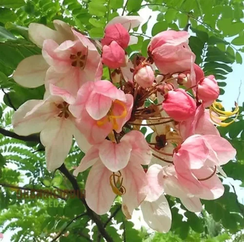 25 semillas de árbol de lluvia rosa, Cassia Bakeriana, árbol de ducha arcoíris de flor de manzana