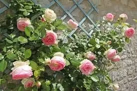 Vista 7 de Generic Semillas frescas de la flor de la rosa 100pcs para plantar rosa bebé