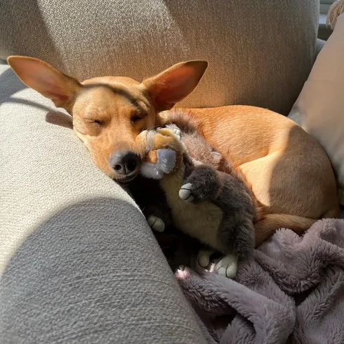 Vista 5 de RUFFIN' IT Reaowazo Woodlands - Juguete de peluche para perro, pequeño