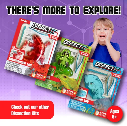 Vista 7 de Dissect-It Juguete de Disección de Laboratorio Sintético Simulado, Proyectos STEM para Niños, Ciencia Animal, Biología y Anatomía Kit de Aprendizaje