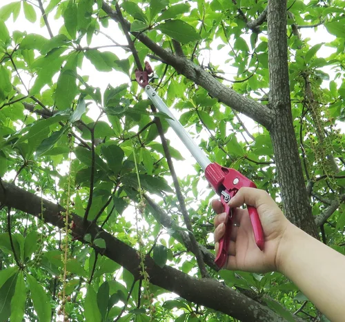 Vista 6 de Podadora de largo alcance de 2 pies y recolector de frutas con función de corte y sujeción, poste de aluminio ligero de 0.7 libras con cabezal