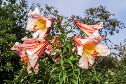 Vista 2 de 10 semillas de flores blancas y rosas de Royal / King's Lilium Regale