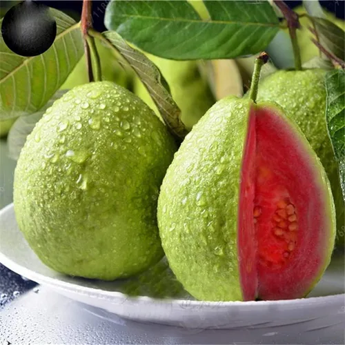 Vista 3 de Semillas de frutas para plantar (100 semillas de fruta del dragón)