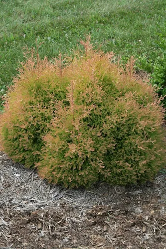 Vista 2 de Planta viva de Green Promise Farms - Thuja occidentalis, Fire Chief Globe Arborvitae #2 Contenedor de tamaño de galón Evergreen