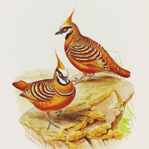 Vista 21 de Canguros australianos John Gould Counted Patrón de punto de cruz