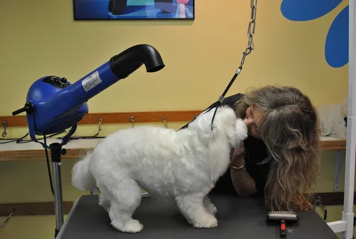 Vista 7 de XPOWER B-16 Secadora profesional de acabado libre de polvo de carbono para mascotas con motor sin escobillas DC, acabado de calidad en capas