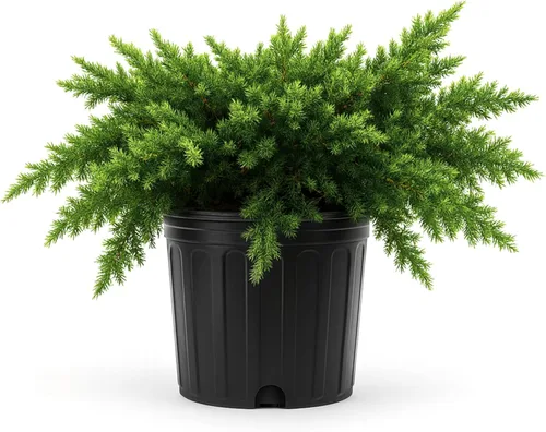 Vista 12 de Blue Pacific Shore Juniper Planta de tamaño de 1 galón vivo Juniperus Conferta Evergreen resistente al frío tolerante a la sequía