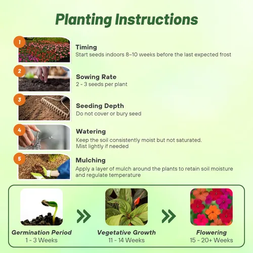 Vista 4 de Outsidepride Xtreme Tango Mix Impatiens - 100 semillas anuales, compactas y aptas para polinizadores, semillas de Impatiens para plantar con flores