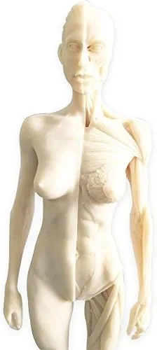 Vista 2 de HUBERY MODELO - Figura de anatomía humana femenina de 11 pulgadas (blanco)