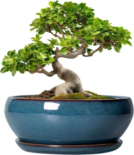 Vista 9 de SQOWL Macetas pequeñas para bonsái, macetas de cerámica de 6 pulgadas para suculentas, maceta poco profunda con orificio de drenaje y platillo