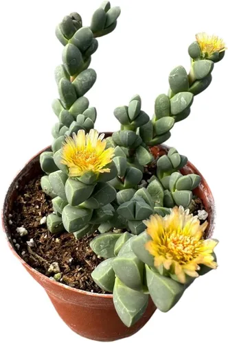 Vista 18 de Plantas de cactus suculentas vivas (2 pulgadas Opuntia Microdasy Golden Swirl Monstrose)