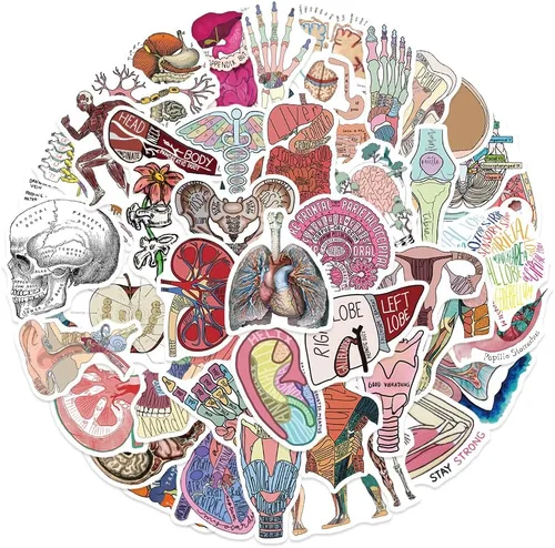 Anatomy Pun Stickers Human Anatomy Sticker Water Bottle Stickers for Teens Waterproof Vinyl(50Pcs)