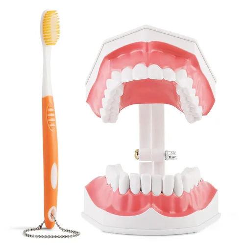Annhua Modelo de dientes dentales grandes con cepillo de dientes dental, 2 veces cepillado de dientes, herramientas de enseñanza con dientes