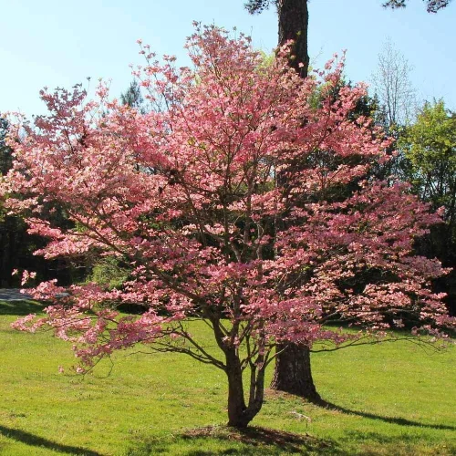 Vista 2 de Brighter Blooms - Árbol de cornejo rojo, 3-4 pies - Planta con flores vivas - No hay envío a AZ, FL
