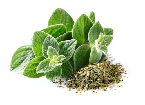 Vista 3 de Aceite esencial de orégano 100% puro US Organic - Certificado orgánico USDA, destilado al vapor (30 ml)