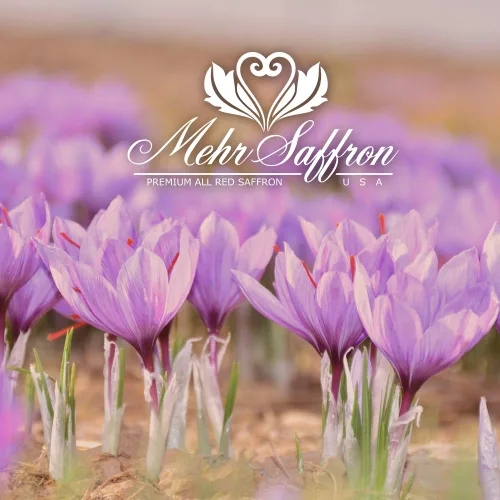 Vista 5 de Mehr Saffron, hilos de azafrán rojo de alta calidad