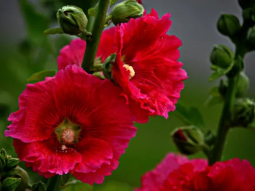 Vista 6 de Semillas Red Hollyhock Gigante Malva Flores de jardín perennes para plantar