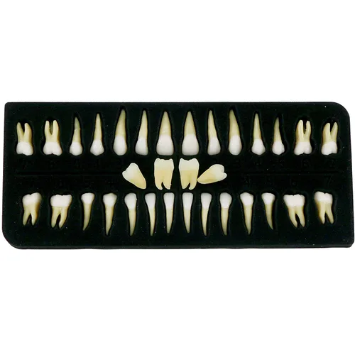 Vista 18 de Multifarious Tipos Modelo Dental Dientes Removibles Implante Ortodoncia Enseñanza Estudiar Modelos de demostración para Dentista Estudiante Escuela