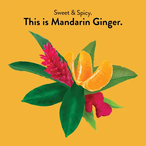 Vista 2 de Choice Organics - Té orgánico de jengibre mandarina (paquete de 1) - Té de hierbas orgánicas - 16 bolsas de té