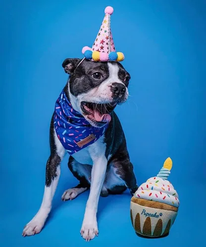 Vista 4 de Juguete de cumpleaños para perros Regalo de peluche chirriante y arrugado para cachorros