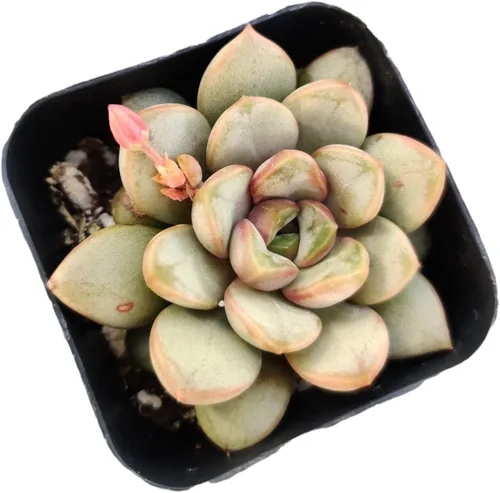 Vista 25 de Plantas de cactus suculentas vivas (2 pulgadas Opuntia Microdasy Golden Swirl Monstrose)