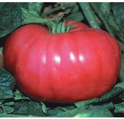 Semillas de tomate alemán Johnson (45 semillas) para plantar, granja, cultivo en jardín, invernadero, vegetal, fruta