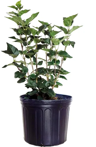 Vista 7 de Syringa X hya. 'Maiden's Blush' (Lilac) Arbusto, flores de color rosa claro, #3 - Contenedor