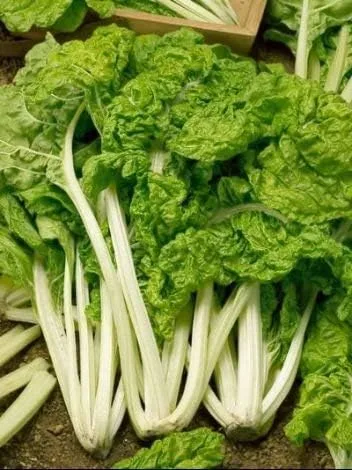 Vista 2 de Swiss Acelga Lucullus Garden Semillas vegetales tradicionales (1 libra de semillas)
