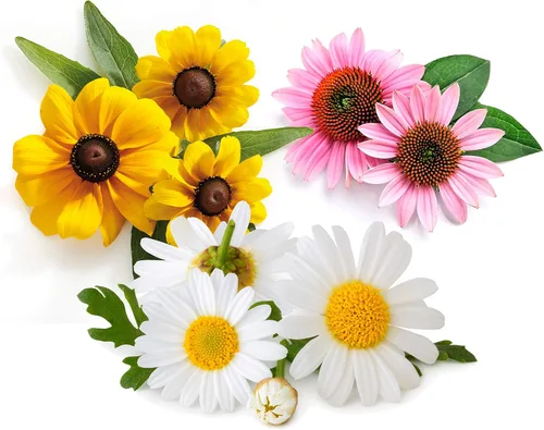 Semillas de flores para plantar plantas perennes al aire libre a pleno sol o en interiores en macetas, paquete variado - púrpura equinácea - Shasta