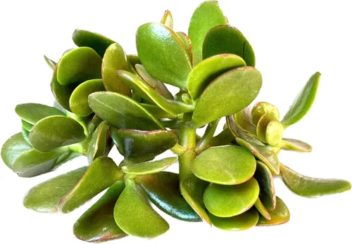 Vista 2 de Surtido de esquejes vivos de plantas de jade, 7 piezas incluidas (jade verde 'Crassula Ovata')