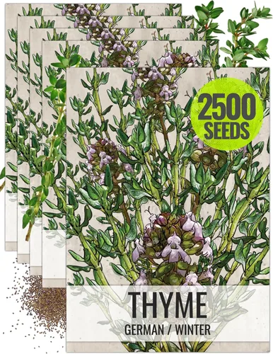 Vista 9 de Seed Needs Semillas de tomillo para plantar, semillas de hierbas perennes sin OMG y sin tratar para plantar un jardín de cocina culinaria