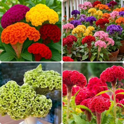 300 piezas de semillas de flores mixtas de celosia Cockscomb - Semillas anuales sin OMG, período de floración prolongado, prospera a pleno sol