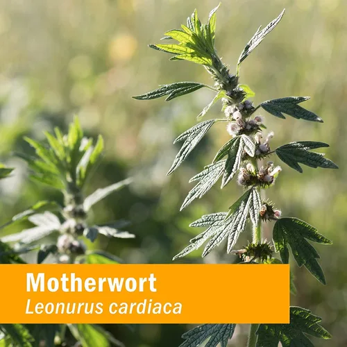 Vista 3 de Herb Pharm Extracto líquido orgánico certificado de motherwort para soporte del sistema endocrino, 1 onza