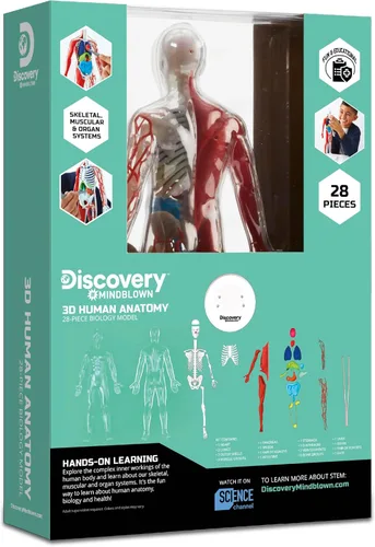 Vista 7 de Kit de modelo de biología de anatomía humana 3D de Discovery, modelo de esqueleto humano de 28 piezas que brilla en la oscuridad, juguetes