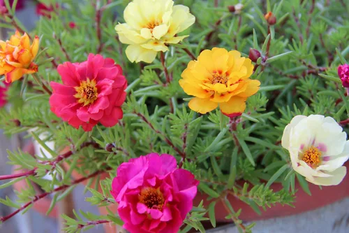 Vista 6 de Portulaca Grandiflora Seed Mix Garden Verdolaga Doble Flor Musgo Rosa Alrededor de 500 Semillas